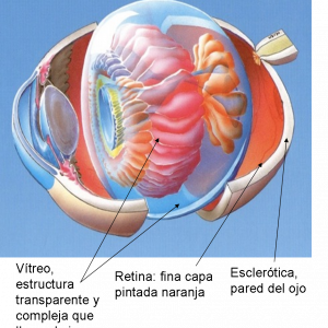 Esquema de la anatomía del vítreo