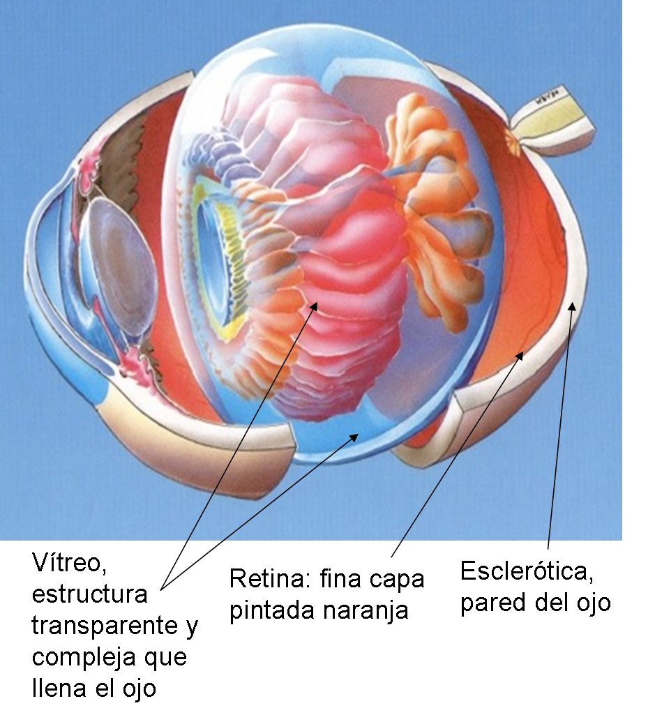 desprendimiento de retina desprendimiento de retina